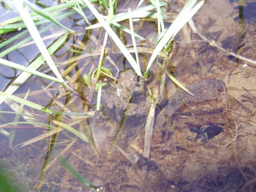 Tipologie di habitat dell''ululone nella collina atesina